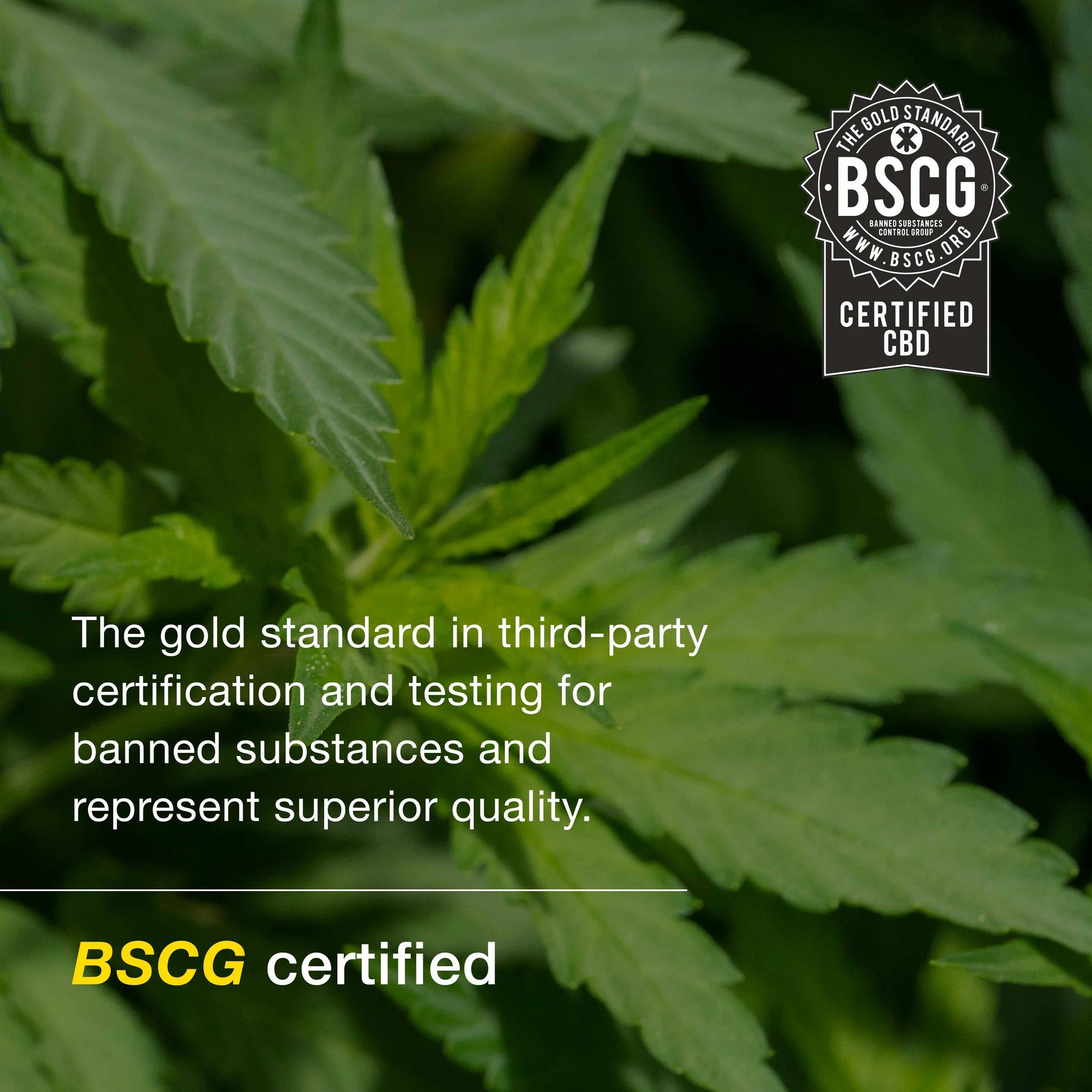 Pro CBD-olje 1000 mg