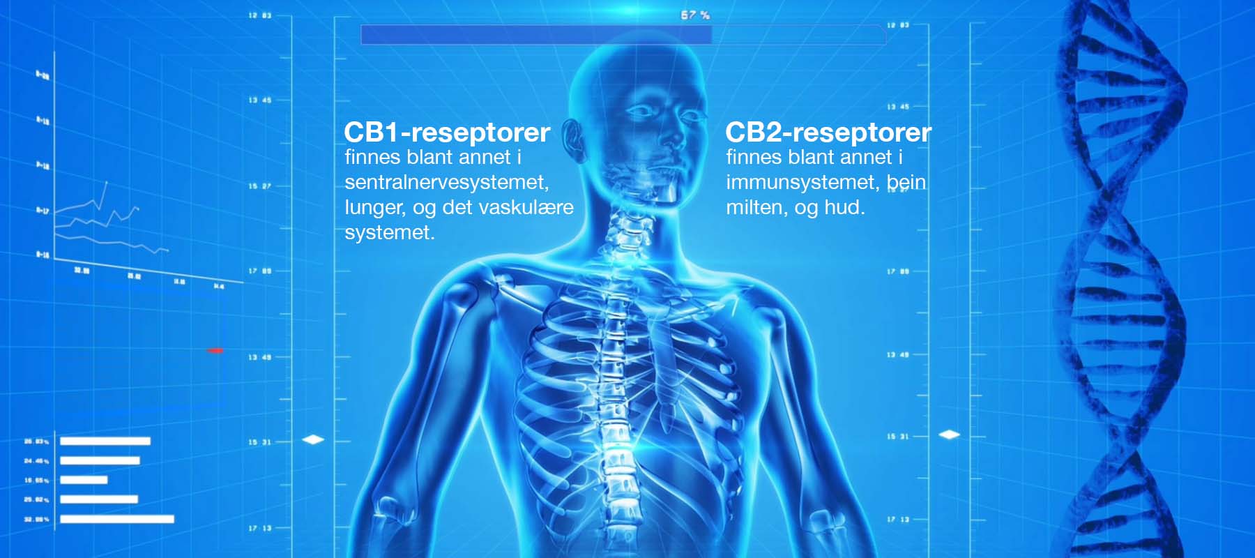 Det endocannabinoide systemet