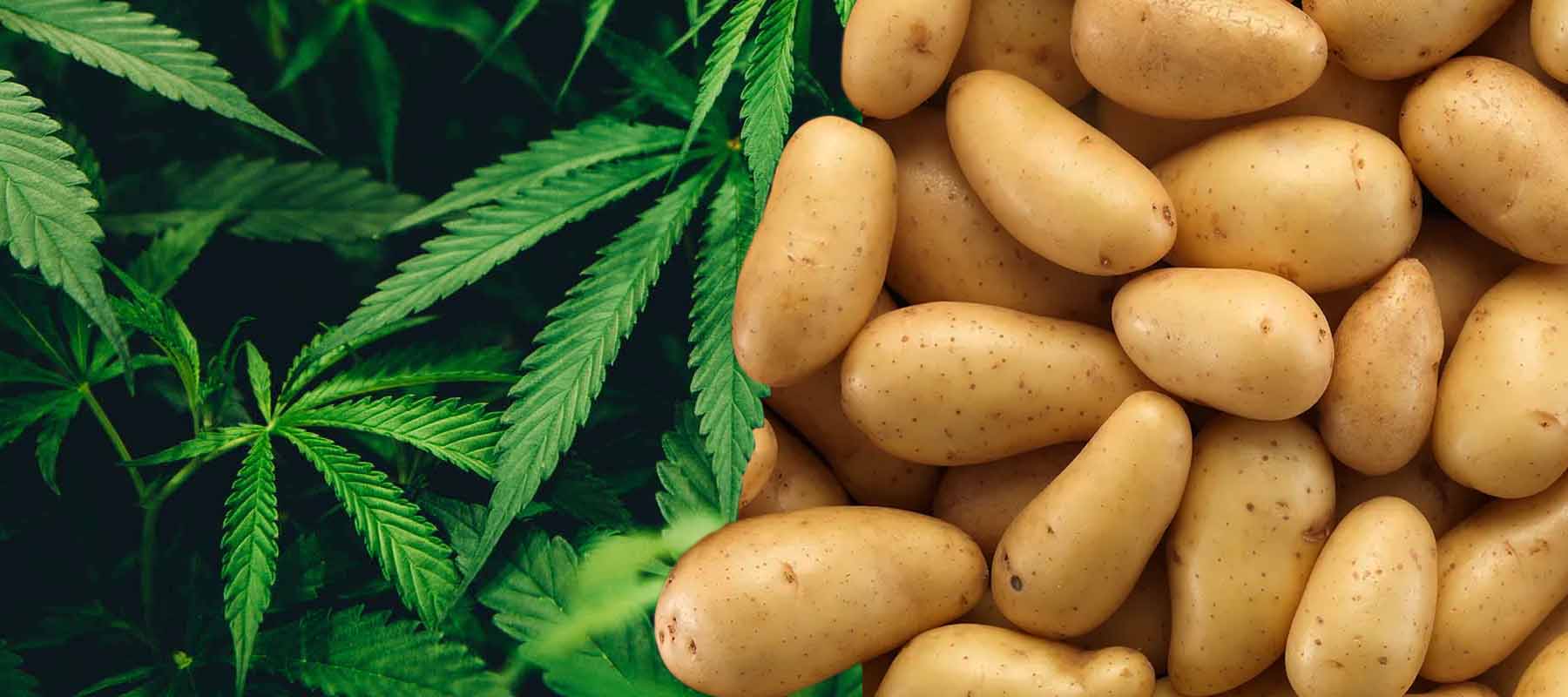 Hamp vs potet - Hvorfor er en lovlig og en ulovlig?